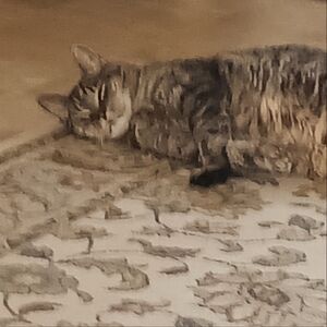 Meet your Posher, Coy